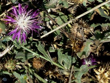 Centaurea aspera / Fiordaliso ispido